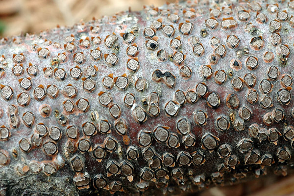 Quiz: tanto comune da passare inosservato